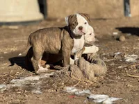 Yams, a female Olde English Bulldogge for sale in Amarillo, TX – Photo 4 of 4