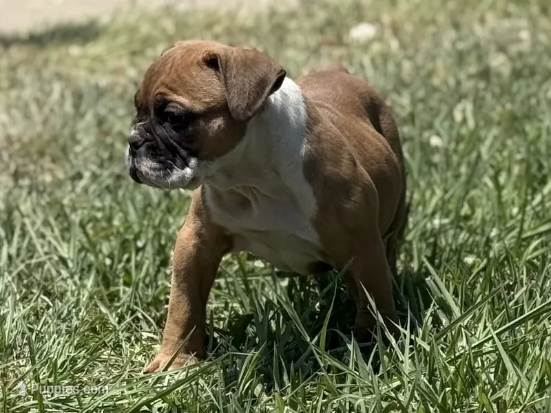 Bugatti – Olde English Bulldogge puppy for sale in Amarillo, TX
