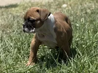 Bugatti, a female Olde English Bulldogge for sale in Amarillo, TX – 1 of 5