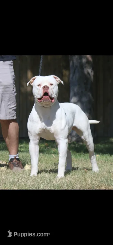 Yeti – American Bulldog puppy for sale in Amarillo, TX