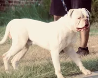 Yeti, a male American Bulldog for sale in Amarillo, TX – 2 of 3