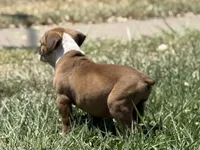 Bugatti, a female Olde English Bulldogge for sale in Amarillo, TX – 2 of 5