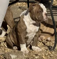 Fry, a female Olde English Bulldogge for sale in Amarillo, TX – Photo 3 of 3