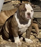 Fry, a female Olde English Bulldogge for sale in Amarillo, TX – Photo 1 of 3