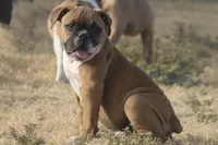 Bugatti, a female Olde English Bulldogge for sale in Amarillo, TX – 3 of 9