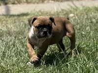 Bugatti, a female Olde English Bulldogge for sale in Amarillo, TX – 3 of 5
