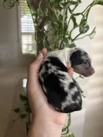 Montana, a female Miniature Australian Shepherd for sale in North Richland Hills, TX – Photo 2 of 3