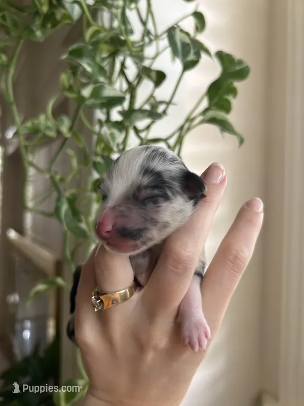 Montana, a female Miniature Australian Shepherd for sale in North Richland Hills, TX – Photo 1 of 3