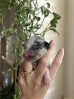 Montana, a female Miniature Australian Shepherd for sale in North Richland Hills, TX – Photo 1 of 3