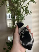 Montana, a female Miniature Australian Shepherd for sale in North Richland Hills, TX – Photo 3 of 3