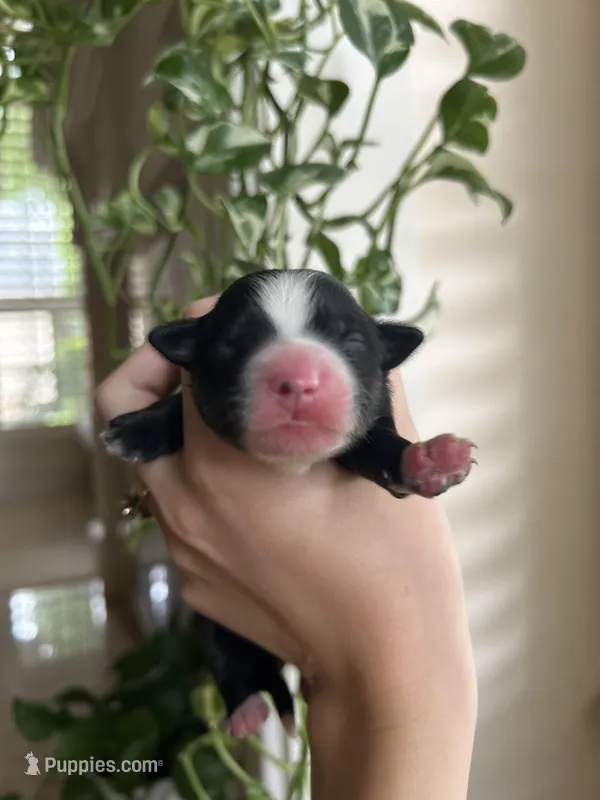 Rue – Miniature Australian Shepherd puppy for sale in North Richland Hills, TX