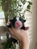 Rue, a female Miniature Australian Shepherd for sale in North Richland Hills, TX – Photo 1 of 3