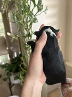 Rue, a female Miniature Australian Shepherd for sale in North Richland Hills, TX – Photo 3 of 3