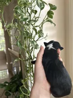 Rue, a female Miniature Australian Shepherd for sale in North Richland Hills, TX – Photo 2 of 3