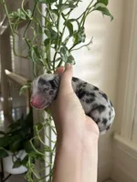 Atlas, a male Miniature Australian Shepherd for sale in North Richland Hills, TX – Photo 3 of 4