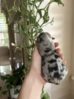 Atlas, a male Miniature Australian Shepherd for sale in North Richland Hills, TX – Photo 4 of 4