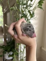 Atlas, a male Miniature Australian Shepherd for sale in North Richland Hills, TX – Photo 2 of 4