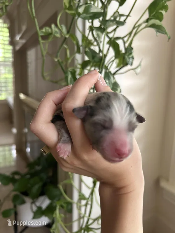 Atlas – Miniature Australian Shepherd puppy for sale in North Richland Hills, TX