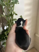 Sunny, a female Miniature Australian Shepherd for sale in North Richland Hills, TX – Photo 2 of 3