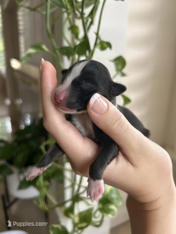 Sunny – Miniature Australian Shepherd puppy for sale in North Richland Hills, TX