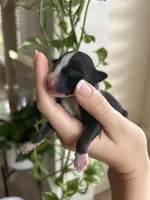 Sunny, a female Miniature Australian Shepherd for sale in North Richland Hills, TX – Photo 1 of 3