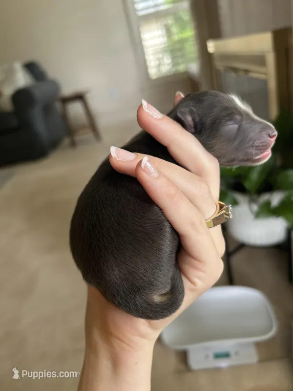 Nixon – Miniature Australian Shepherd puppy for sale in North Richland Hills, TX