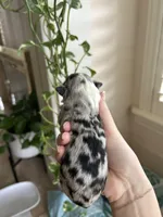 Willa, a female Miniature Australian Shepherd for sale in North Richland Hills, TX – Photo 2 of 5