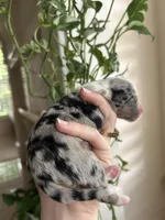 Willa, a female Miniature Australian Shepherd for sale in North Richland Hills, TX – Photo 5 of 5