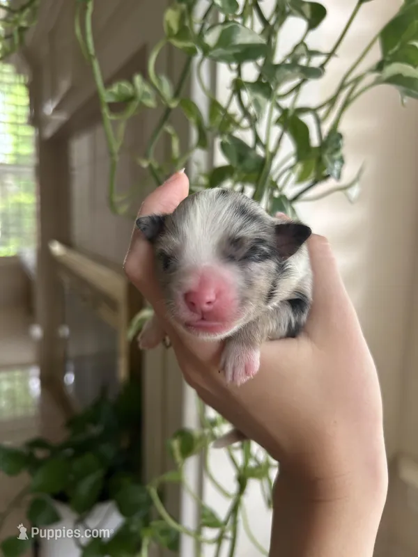 Willa – Miniature Australian Shepherd puppy for sale in North Richland Hills, TX