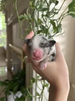 Willa, a female Miniature Australian Shepherd for sale in North Richland Hills, TX – Photo 1 of 5