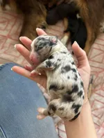 Willa, a female Miniature Australian Shepherd for sale in North Richland Hills, TX – Photo 3 of 5