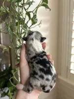 Willa, a female Miniature Australian Shepherd for sale in North Richland Hills, TX – Photo 4 of 5