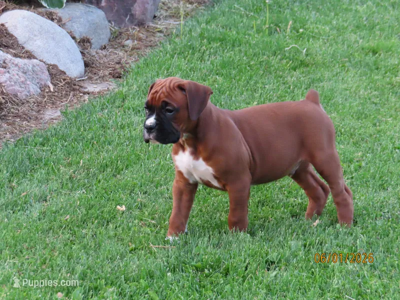 Jax – Boxer puppy for sale in Thorp, WI
