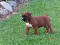 Jax, a male Boxer for sale in Thorp, WI – 1 of 4