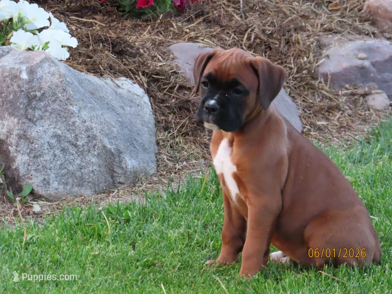 Lily  – Boxer puppy for sale in Thorp, WI