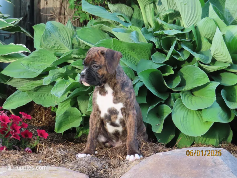 Jake  – Boxer puppy for sale in Thorp, WI