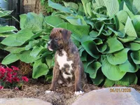 Jake , a male Boxer for sale in Thorp, WI – 1 of 3