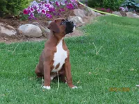 Ryder, a male Boxer for sale in Thorp, WI – 3 of 4