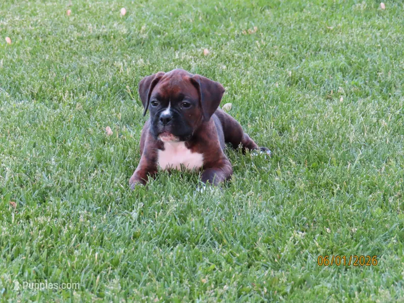 Freddie  – Boxer puppy for sale in Thorp, WI