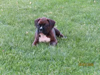 Freddie , a male Boxer for sale in Thorp, WI – 1 of 3