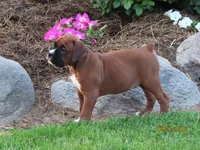 Jax, a male Boxer for sale in Thorp, WI – 4 of 4