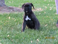 Jasper , a male Boxer for sale in Thorp, WI – 4 of 4