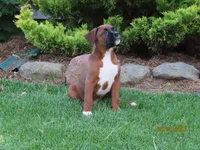Ryder, a male Boxer for sale in Thorp, WI – 2 of 4