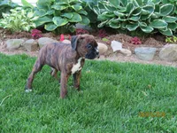 Jake , a male Boxer for sale in Thorp, WI – 2 of 3