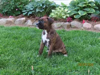 Jake , a male Boxer for sale in Thorp, WI – 3 of 3