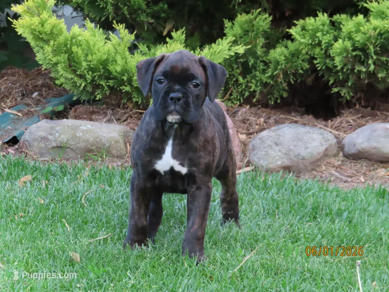 Jasper  – Boxer puppy for sale in Thorp, WI