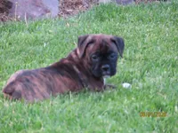 Macy, a female Boxer for sale in Thorp, WI – 2 of 4