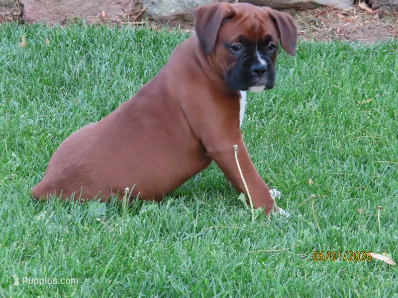 Ryder – Boxer puppy for sale in Thorp, WI