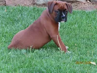 Ryder, a male Boxer for sale in Thorp, WI – 1 of 4