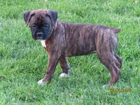 Macy, a female Boxer for sale in Thorp, WI – 4 of 4